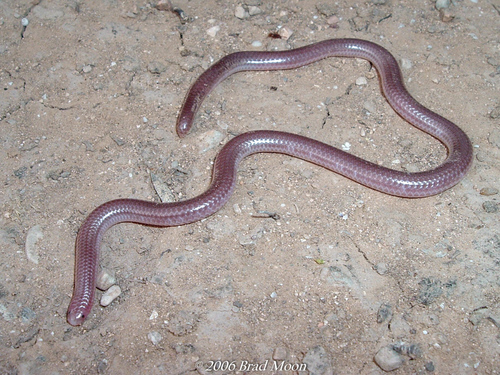 Image of Texas Blind Snake