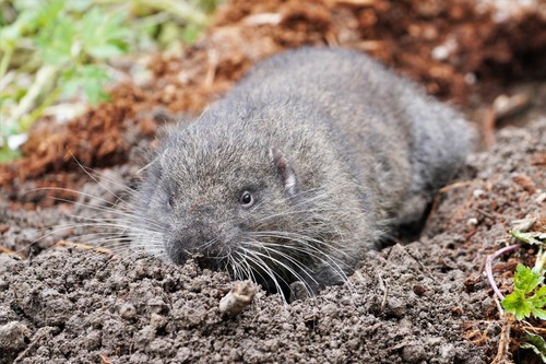 Image of Mountain Beaver