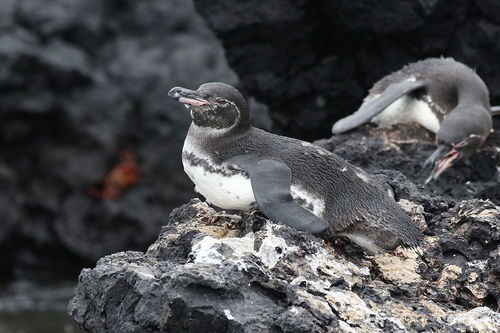 Image of Galápagos Penguin