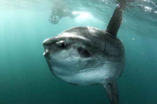 Image of Ocean Sunfish