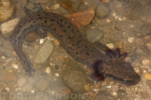 Image of Mudpuppy