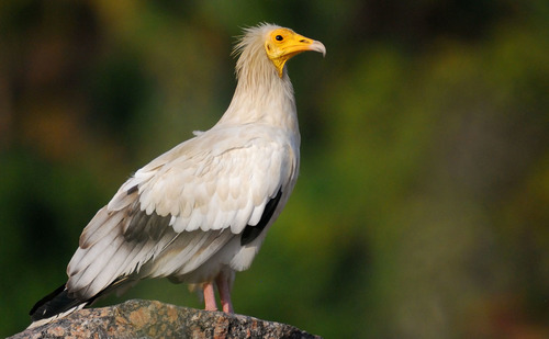 Image of Egyptian Vulture