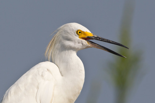 Image of Snowy Egret