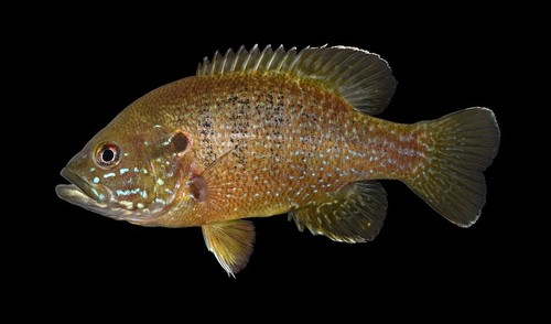 Image of Green Sunfish