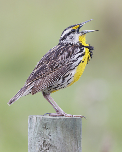 Image of Eastern Meadowlark