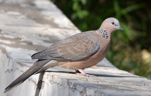 Image of Spotted Dove