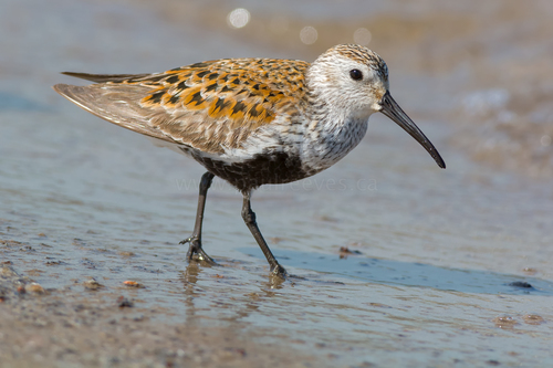 Image of Dunlin