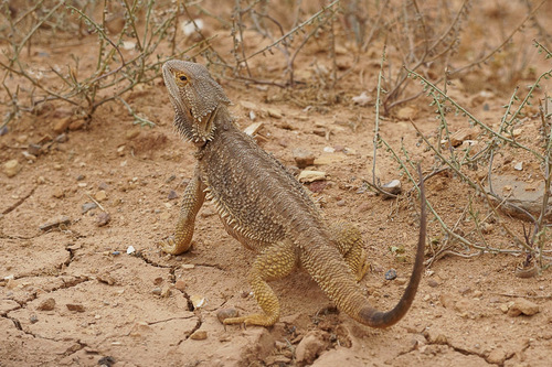 Image of Central Bearded Dragon