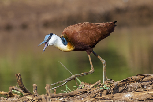 Image of African Jacana