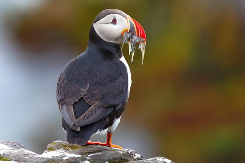 Image of Atlantic Puffin