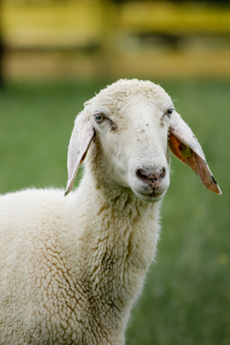 Image of Domestic Sheep