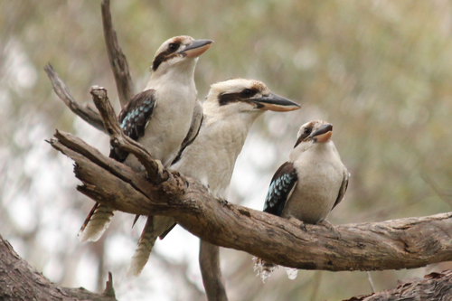 Image of Laughing Kookaburra