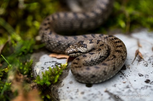 Image of Smooth Snake