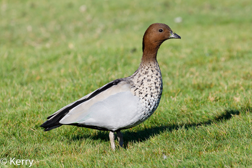 Image of Australian Wood Duck