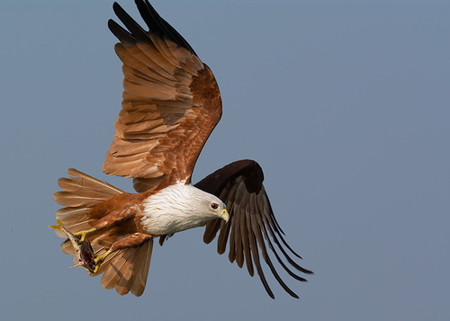Image of Brahminy Kite