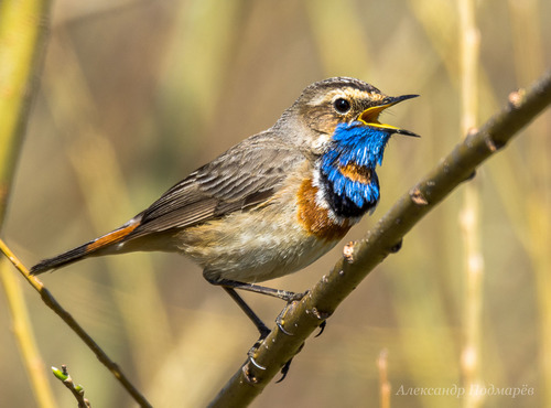 Image of Bluethroat