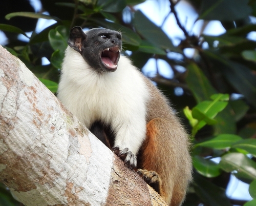 Image of Pied Tamarin