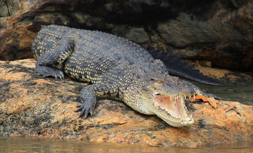 Image of Saltwater Crocodile