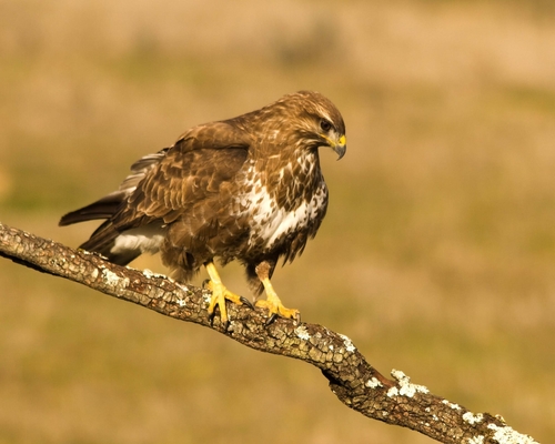 Image of Common Buzzard