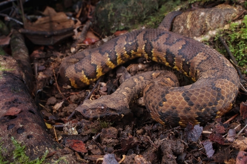 Image of Viper Boa