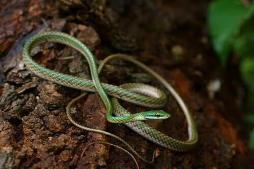 Image of Parrot Snake