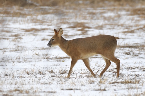 Image of Water Deer