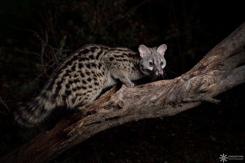 Image of Common Genet