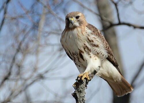 Image of Red-tailed Hawk