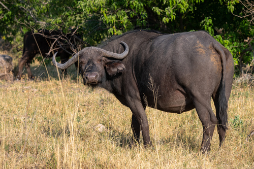 Image of African Buffalo