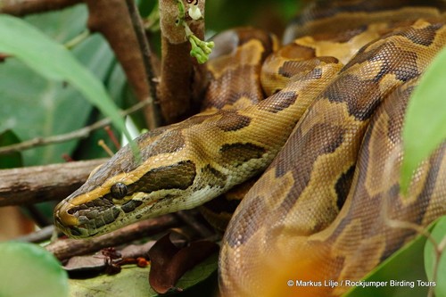 Image of African Rock Python