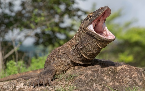 Image of Komodo Dragon