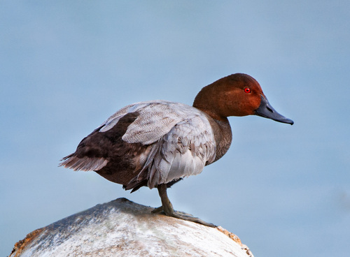 Image of Common Pochard