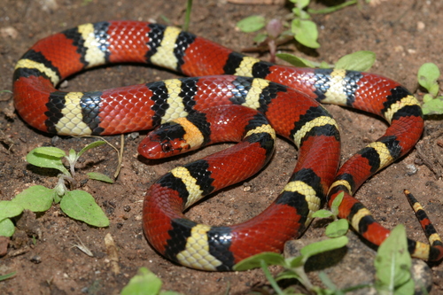 Image of Scarlet Kingsnake