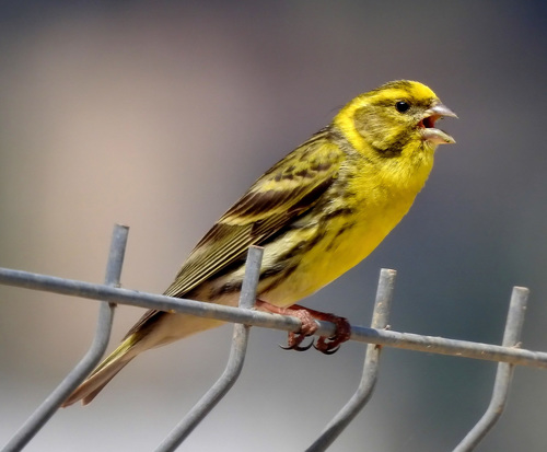 Image of European Serin