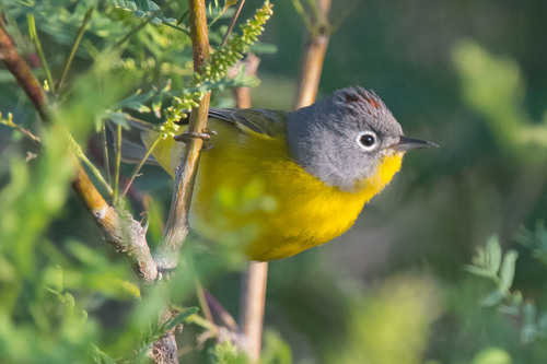 Image of Nashville Warbler