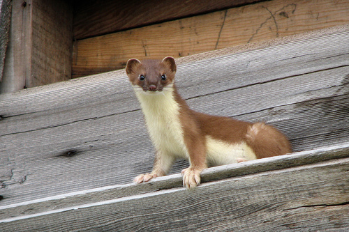 Image of Stoat