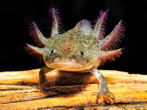 Image of Axolotl