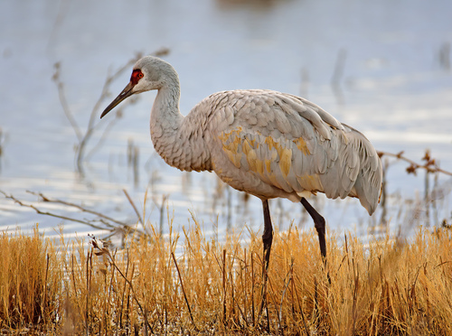 Image of Sandhill Crane