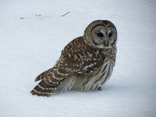 Image of Barred Owl