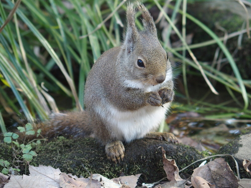 Image of Japanese squirrel