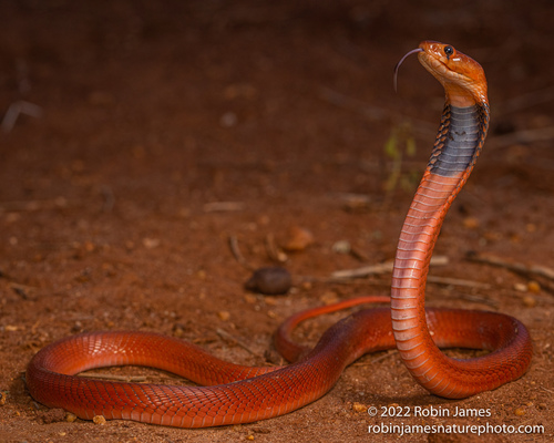 Image of Red Spitting Cobra