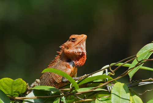 Image of Oriental Garden Lizard