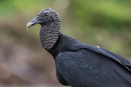 Image of Black Vulture