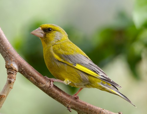 Image of European Greenfinch