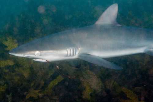 Image of Dusky Shark