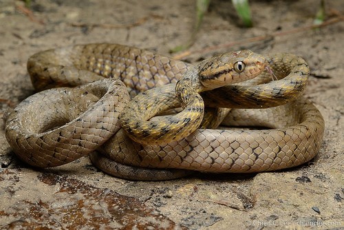 Image of Brown Tree Snake