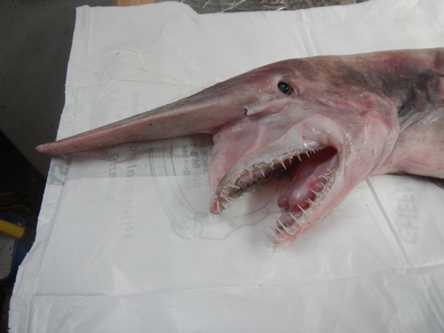 Image of Goblin Shark