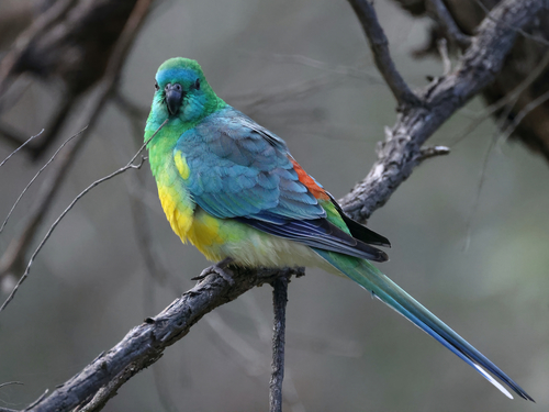 Image of Red-rumped Parrot