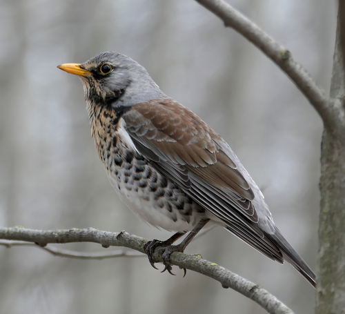 Image of Fieldfare