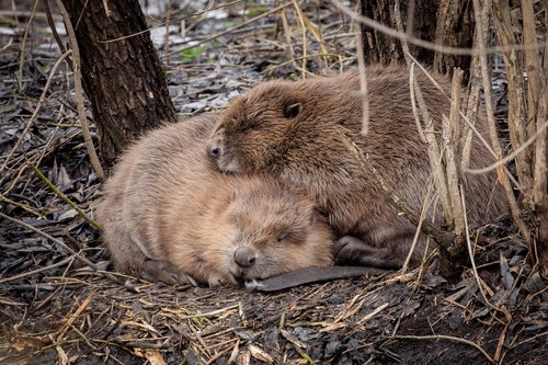 Image of European Beaver